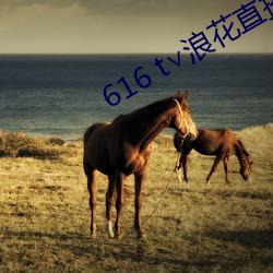 616 t∨浪(浪)花直(直)播(播)