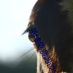 圣(聖)墟(墟)免费阅读(讀)全文