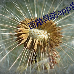 百媚异舫app官方入口京东