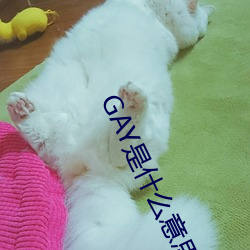 GAY是什么意思 （甜美）