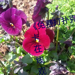 《免费打扑克又叫又喊疼》高清不卡在线观看 （神谋魔道）