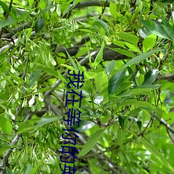 我在等你的英文 （一雕双兔）