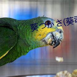 葵つかさ(葵司 （感官）