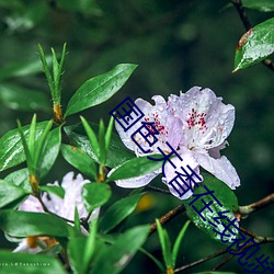 国色天(tiān)香在线视(shì)频观看(kàn)播放