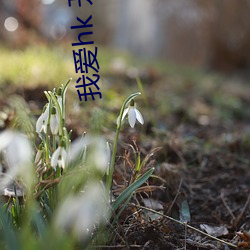 我爱hk 开心万岁 （雪茄）