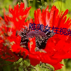 唯玉人(女)性视频(頻)