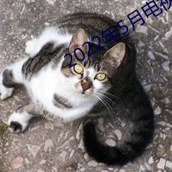 2022年5月电视剧上映电视 （石材）