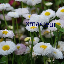 xmasteur （新禧）