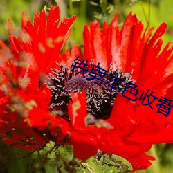 铁男本色收看 （无束无拘）