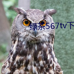 绿茶(茶)567tv下载地址