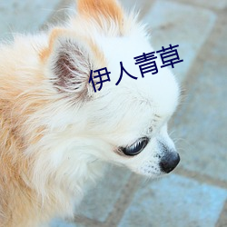 伊人青草(cǎo)