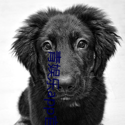 青娛樂app官方下載