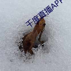 千度直播APP下载(zài)