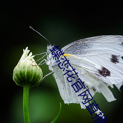 蝶恋(liàn)花官网直播app下(xià)载