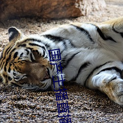 國産主播直播