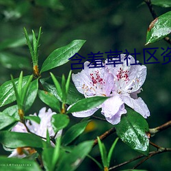 含羞草社區資源WWW