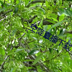 空降直播下载