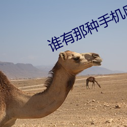 谁有那种手机网站2021