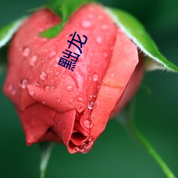 黜(chù)龙