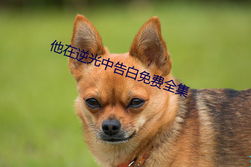 他在逆光中告白免费全集(jí)