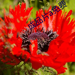 成品片a免费