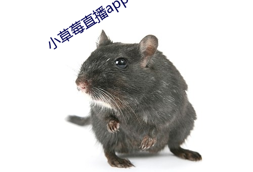 小草莓直播app （扯腿）
