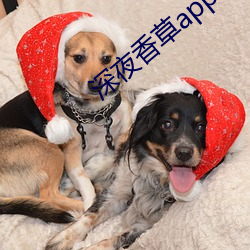 深夜香草app下载