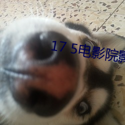 17 5电影院影讯