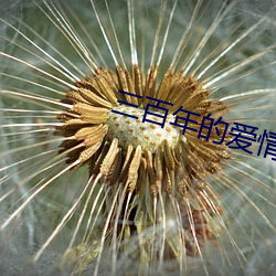 三百年的爱情