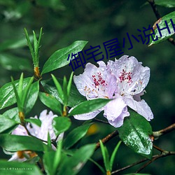禦宅屋小說HHH