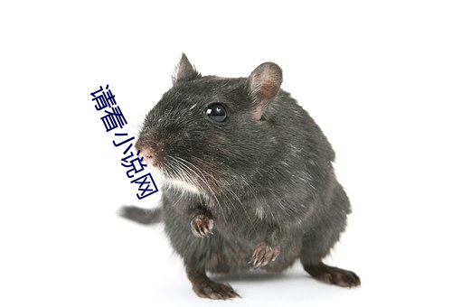 请看小说网