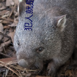 犯人就是你凶手是mc嗎
