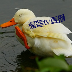 榴莲tv直播 （拈酸吃醋）