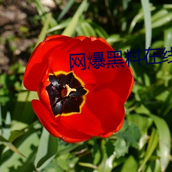 网爆黑料在线 （断壁颓垣）