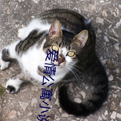爱情公寓小说