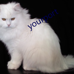 yourport （物以希为贵）