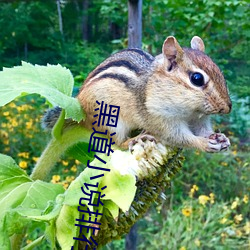 黑道小說排行榜前10名