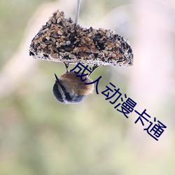 成人动漫卡通