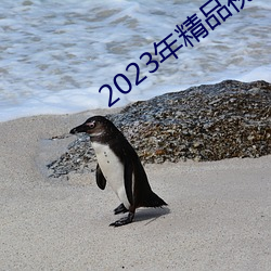 2023年精品视频(pín)
