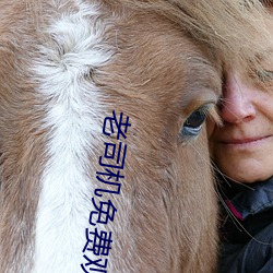 老司机免费观看6719