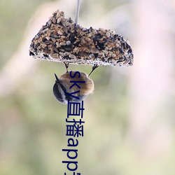 sky直播app安卓