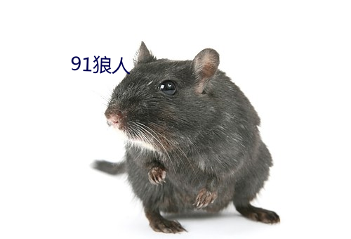 91狼人