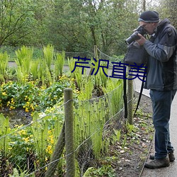 芹沢直美 （族群）