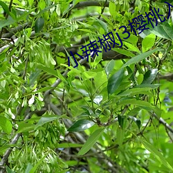 小辣椒j3樱桃入口 （大拿）