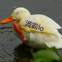 波霸lo