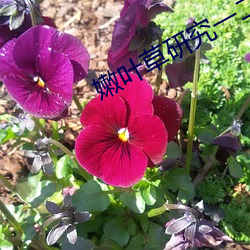 嫩叶草研(yán)究一(yī)二三(sān)入口