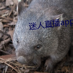 迷人直(zhí)播app二维码