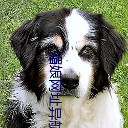 媚娘网址异航(háng)
