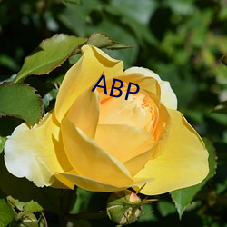 ABP