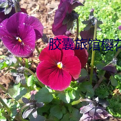 胶囊旅馆樱花(花)未(δ)(增)删翻(翻)译